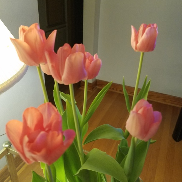 Meet your Posher, Danielle - Picture 1 of 1